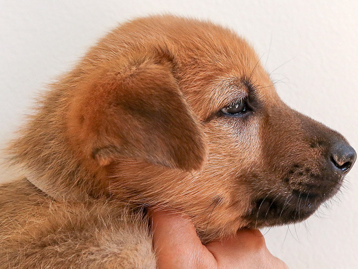 chinook puppy